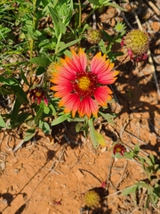 Gaillardia amblyodon