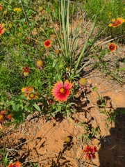 Gaillardia amblyodon