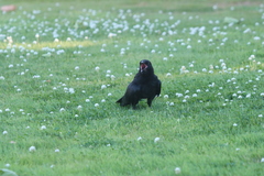 Corvus brachyrhynchos