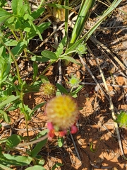 Gaillardia amblyodon