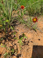 Gaillardia amblyodon
