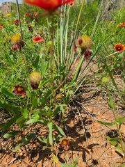 Gaillardia amblyodon