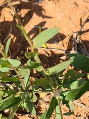 Gaillardia amblyodon
