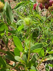 Gaillardia amblyodon