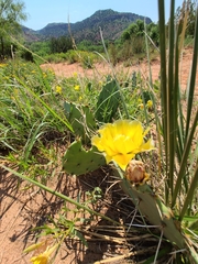 Opuntia phaeacantha