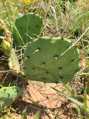 Opuntia phaeacantha