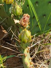 Opuntia phaeacantha