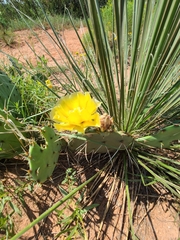 Opuntia phaeacantha