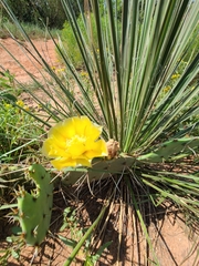 Opuntia phaeacantha