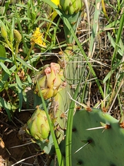 Opuntia phaeacantha