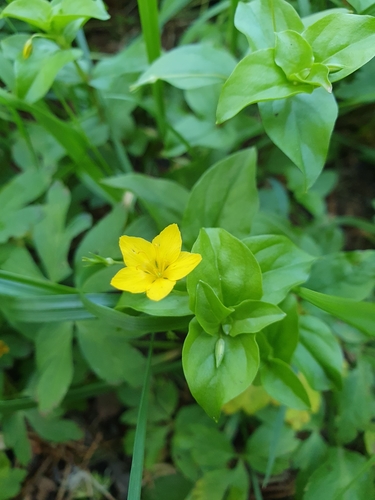 Yellow pimpernel (Lysimachia nemorum)