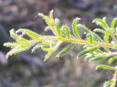 Persoonia hirsuta