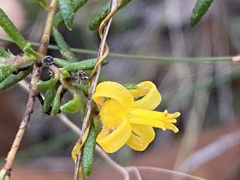 Persoonia hirsuta