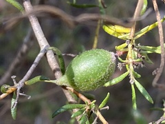 Persoonia hirsuta