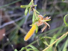 Persoonia hirsuta