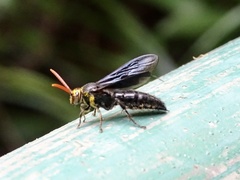 Scolia superciliaris