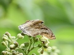 Odontoptilum angulata