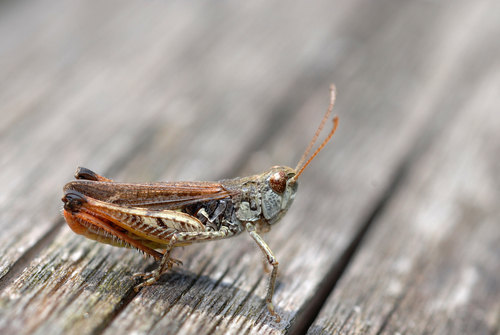 Mottled Grasshopper