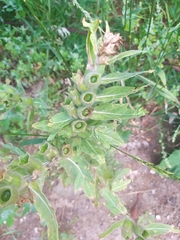 Hyoscyamus niger