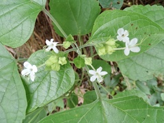 Clerodendrum trichotomum
