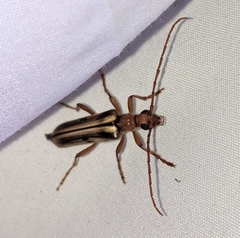 Ortholeptura valida