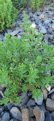 Tournefortia sibirica