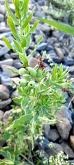 Tournefortia sibirica