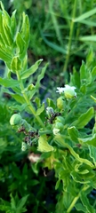 Tournefortia sibirica