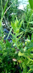 Tournefortia sibirica