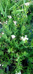 Tournefortia sibirica