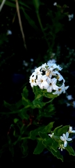 Tournefortia sibirica