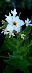 Tournefortia sibirica