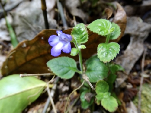 Torenia benthamiana, photograph 6