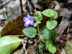 Torenia benthamiana, photograph Toby Y, CC BY, iNaturalist via GBIF