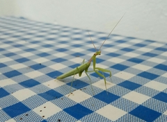 Miomantis paykullii