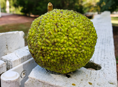Maclura pomifera