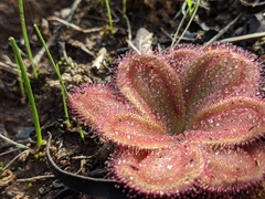 Drosera collina