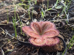 Drosera collina