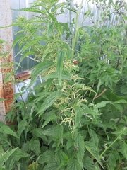 Urtica dioica