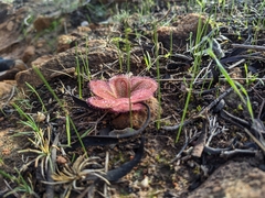 Drosera collina