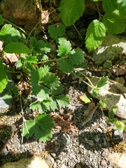 Potentilla × villosula