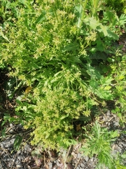 Cichorium intybus