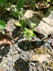 Potentilla × villosula