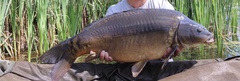 Cyprinus carpio carpio