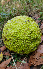 Maclura pomifera