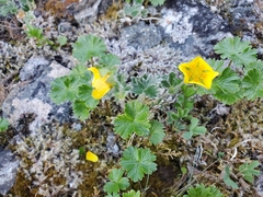 Potentilla × villosula