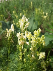 Linaria vulgaris