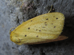 Stigmatophora flava leacrita