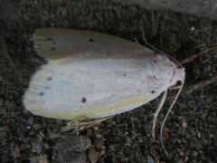 Miltochrista calamina