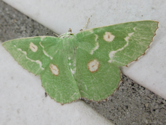 Thetidia albocostaria